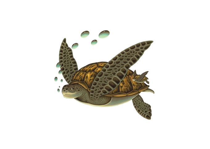 save the turtles